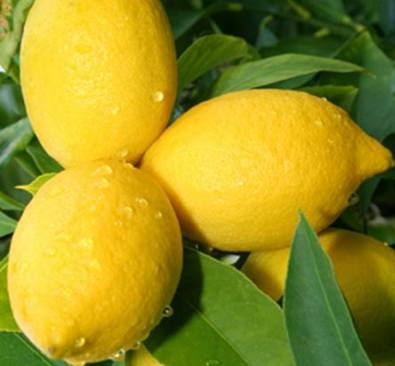 Lemon Sicily Essential Oil 4